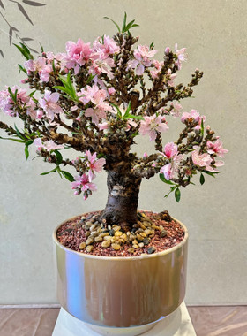 带花苞矮花盆栽桃花树苗活苗室内客厅四季盆景花卉重瓣老桩寿星桃