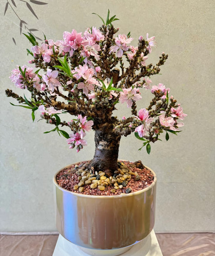 带花苞矮花盆栽桃花树苗活苗室内客厅四季盆景花卉重瓣老桩寿星桃