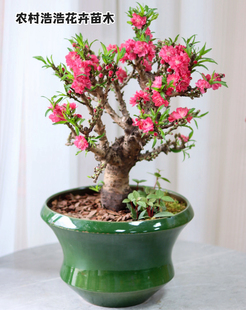 带花苞桃花树盆栽四季桃花重瓣老桩寿星桃真活苗室内盆景耐寒好养