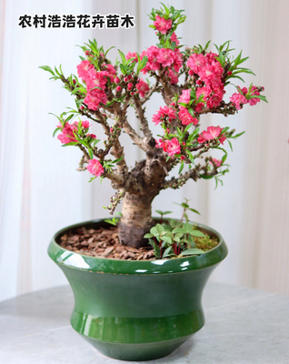 带花苞桃花树盆栽四季桃花重瓣老桩寿星桃真活苗室内盆景耐寒好养