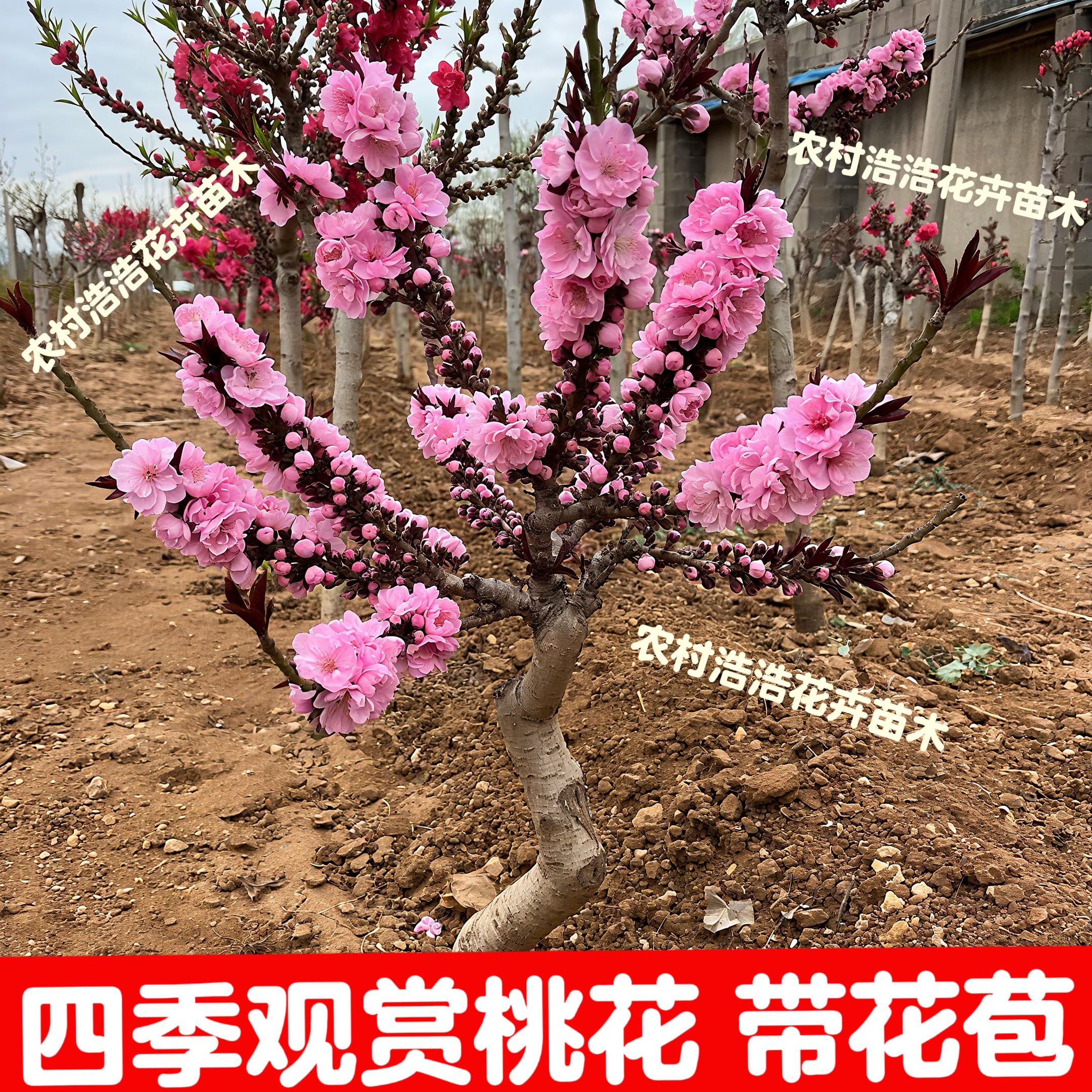 盆栽桃花树带花苞四季桃花寿星桃重瓣阳台庭院南北方种植桃花活苗