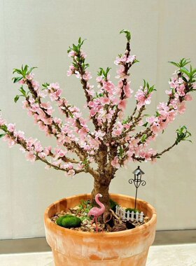 【带花苞】矮化寿桃花树苗盆栽阳台食用寿星桃树耐寒耐热观赏花卉