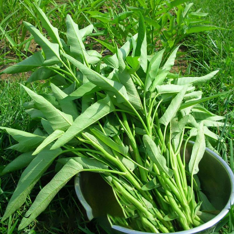 空心菜种籽农家白梗小叶菜籽孑柳叶阳台四季播种家庭种植蔬菜种子-封面