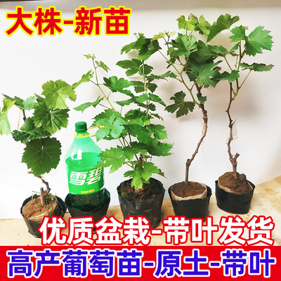 葡萄盆栽地栽植物当年结果