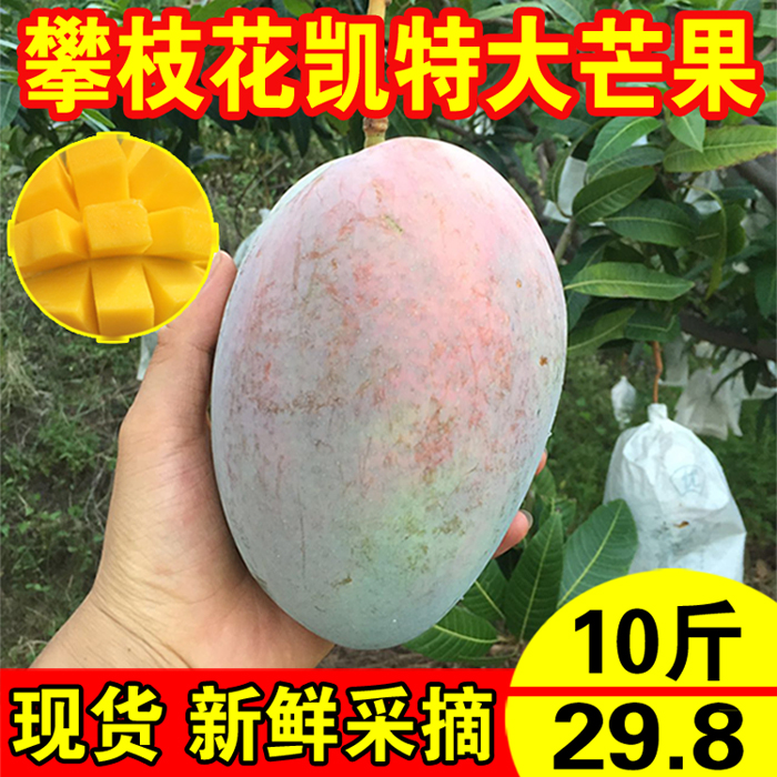攀枝花凱特芒凱特大芒果整箱批發新鮮包郵10斤特大青芒果當季水果