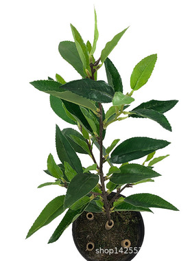 仿真树叶 绿植四叉枝毛尖茶叶 大白茶绿茶灌木湿地工程装饰