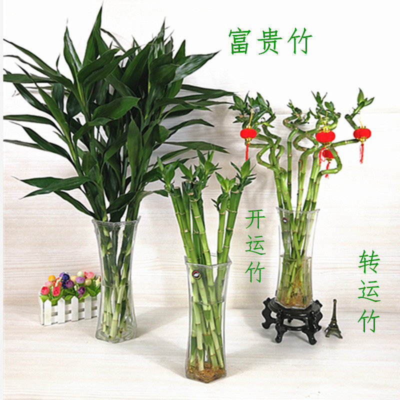 室内转运竹观音竹富贵竹水培植物竹子盆栽玻璃花瓶透明竹子盆栽 艺雅轩琪语稻草专卖店