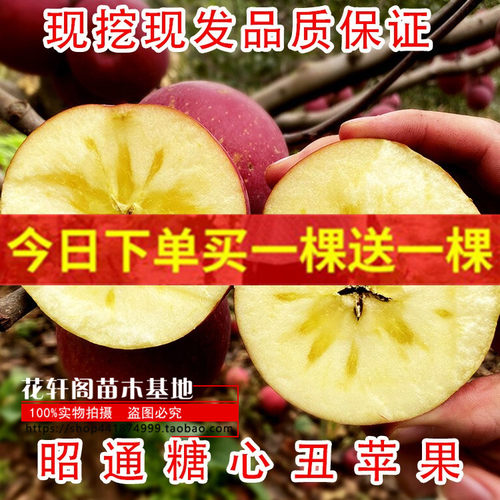 落叶新新品种昭通苹当年结果