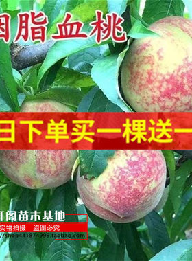 常绿果树苗大果树苗大全早