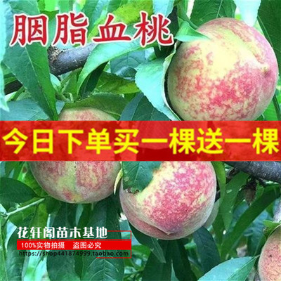 常绿果树苗大果树苗大全早