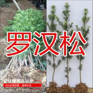 罗汉松树苗珍珠米叶小叶中叶雀舌苗大树老桩盆栽盆景四季 常青植物