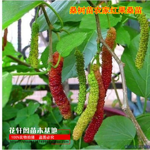 南方北方种植果树苗 桑树苗农家红果桑苗 果桑树苗 盆栽地栽苗