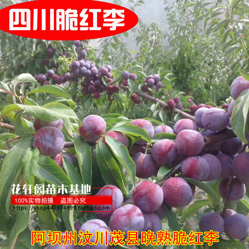 阿坝州汶川茂县晚熟脆红李 红脆李子苗 脱骨李子果树苗 一年生苗