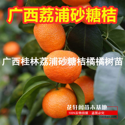 当年结果桔子苗沙糖蜜橘橘树苗