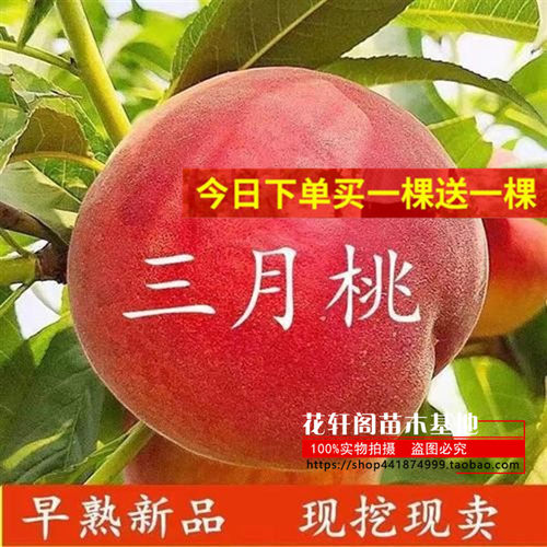 落叶特早熟新特早熟新品种