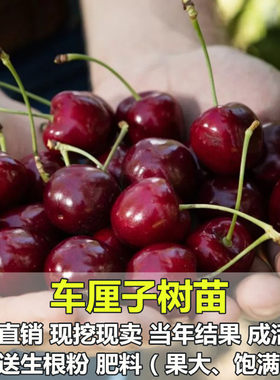 美国车厘子大樱桃树苗 耐储存南方北方种植 盆栽地栽嫁接樱桃苗