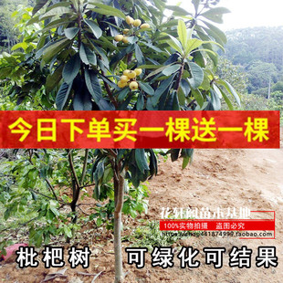 白玉枇杷苗树白沙枇杷树果苗大树无核大果枇杷盆栽庭院水果树果苗