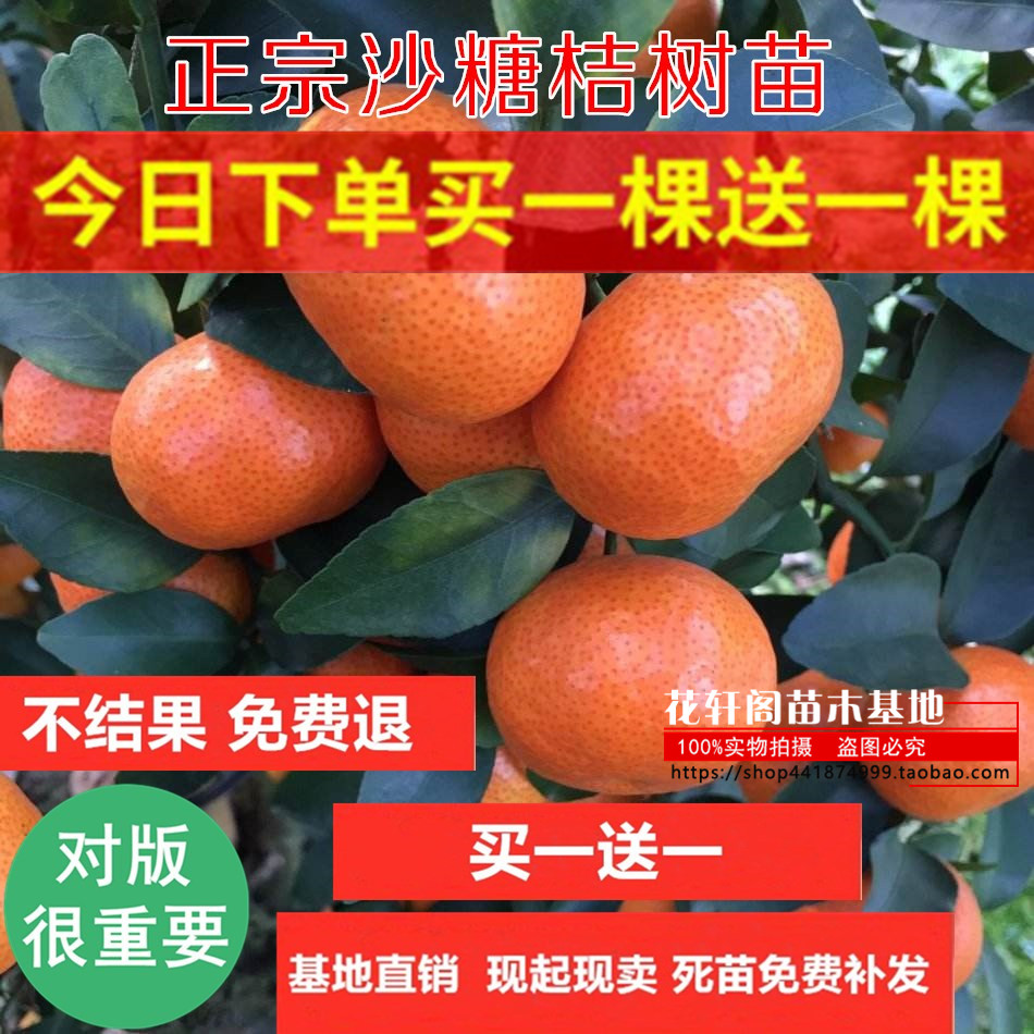 南方种植能吃橘子树花卉绿植盆栽可食用小金桔四季带果室内果树苗