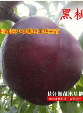 嫁接地栽花轩阁苗木基地