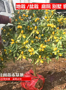 花轩阁常绿大脆大脆皮桔滑带