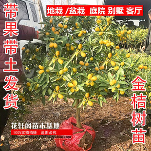 大果脆皮桔滑皮带果发金桔苗嫁接苗金钱桔苗金桔橘子树苗当年结果