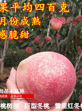 晚熟桃树苗 巨型冬桃 雪里红冬桃苗中华桃王云南冬桃树苗南北方