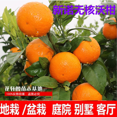 常绿新诺无核新诺无核沃柑