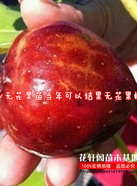 盆栽果树苗 红甜心无花果苗 红心无花果苗当年可以结果无花果树苗