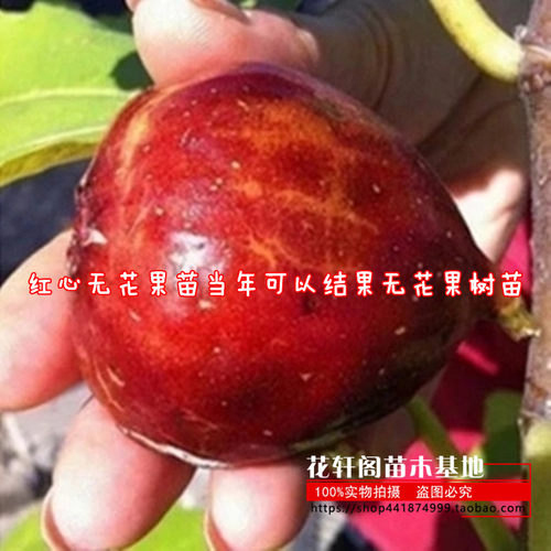 盆栽果树苗 红甜心无花果苗 红心无花果苗当年可以结果无花果树苗