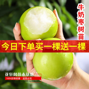 特大牛奶枣树苗嫁接牛奶大青枣树果苗南北方庭院盆栽地栽当年结果