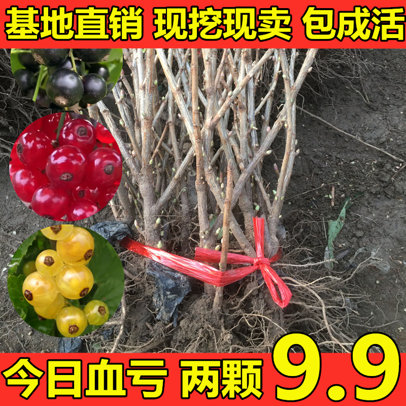 黑加仑苗红加仑葡萄树苗南北方种植葡萄苗盆栽地栽庭院耐寒果树苗