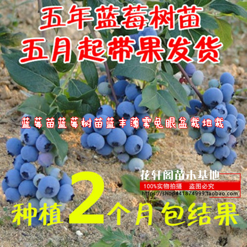 蓝莓苗蓝莓树苗蓝丰薄雾兔眼盆栽地栽黑珍珠南方北方种植当年结果