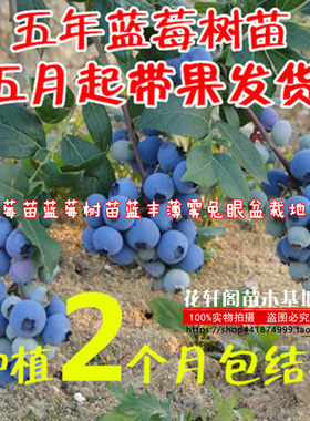薄雾兔眼盆栽地栽黑珍珠蓝莓苗
