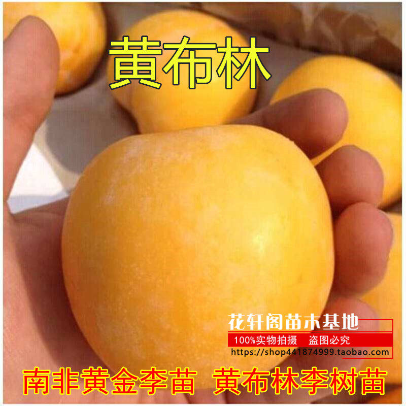 果树苗木 李子树苗 南非黄金李苗 黄布林李树苗 香甜爽口 嫁接苗