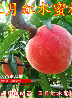 早熟嫁接桃树苗五月红水蜜桃子