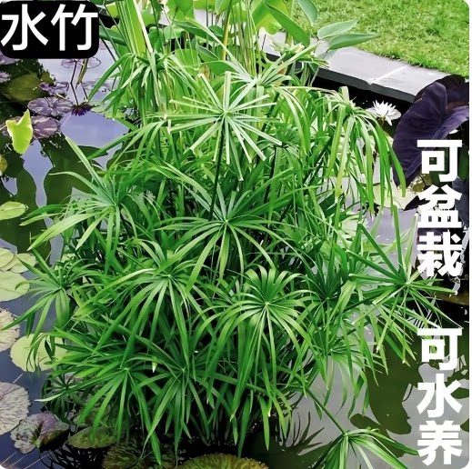 水培植物盆栽庭院养鱼风车草水葫芦耐寒四季好养阳台水草净化水质