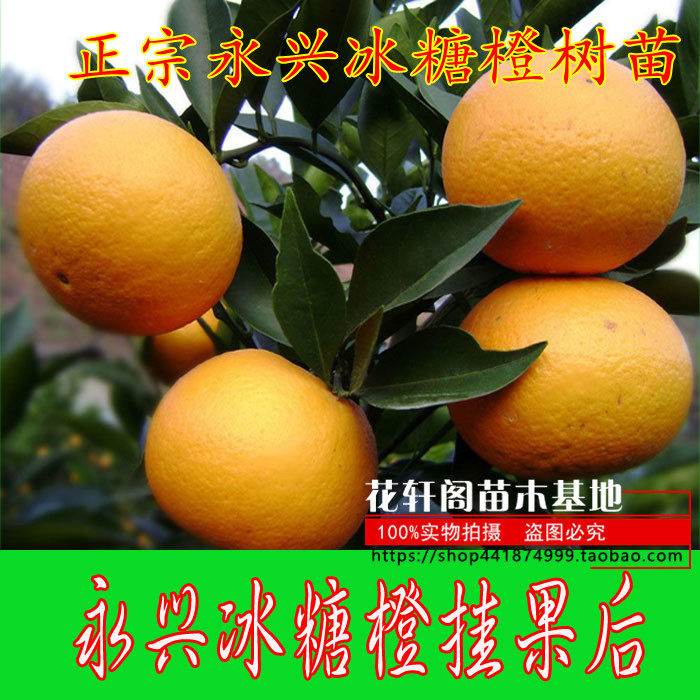 湖南正宗永兴冰糖橙树苗褚橙云冠橙甜橙脐橙树苗纯甜盆栽包邮