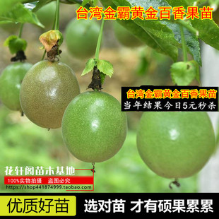 新品种台湾金霸黄金百香果苗1个1斤的金霸黄金百香果带杯带叶发货