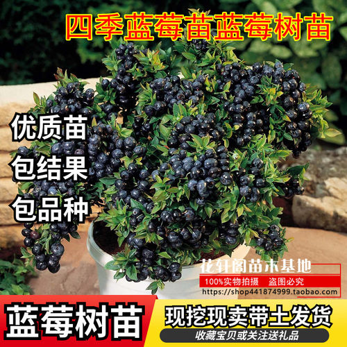 四季蓝莓苗蓝莓树苗盆栽地栽庭院当年结果南方北方种植庭院果树苗 - 封面