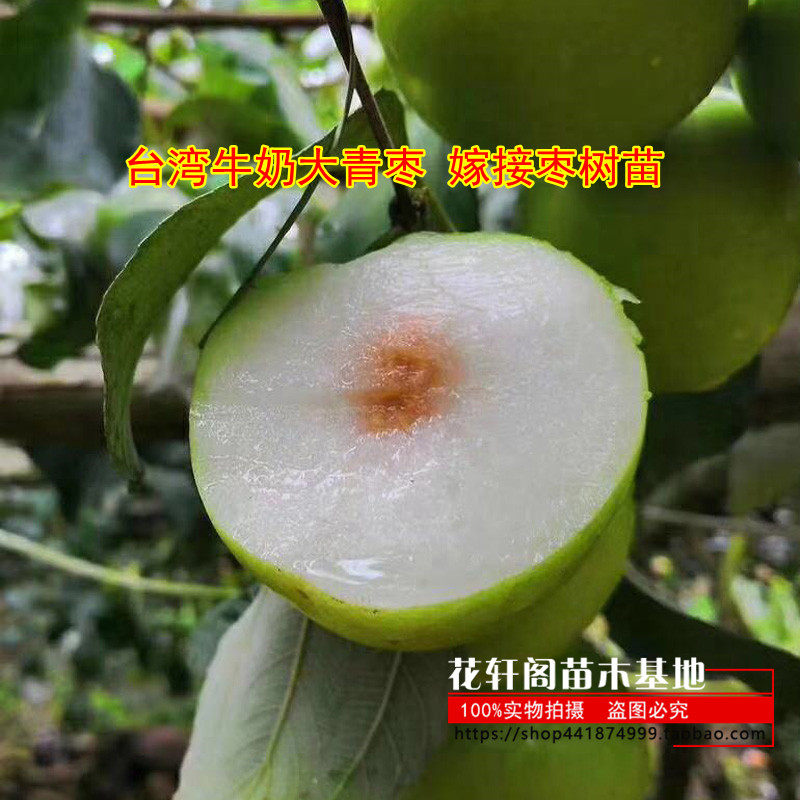 台湾牛奶大青枣 嫁接枣树苗 贵妃蜜枣脆甜水分多全国种植当年结果