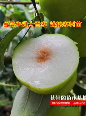 台湾牛奶大青枣嫁接贵妃水分多
