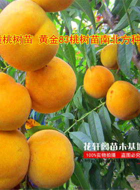 黄金桃树苗地栽盆栽包邮