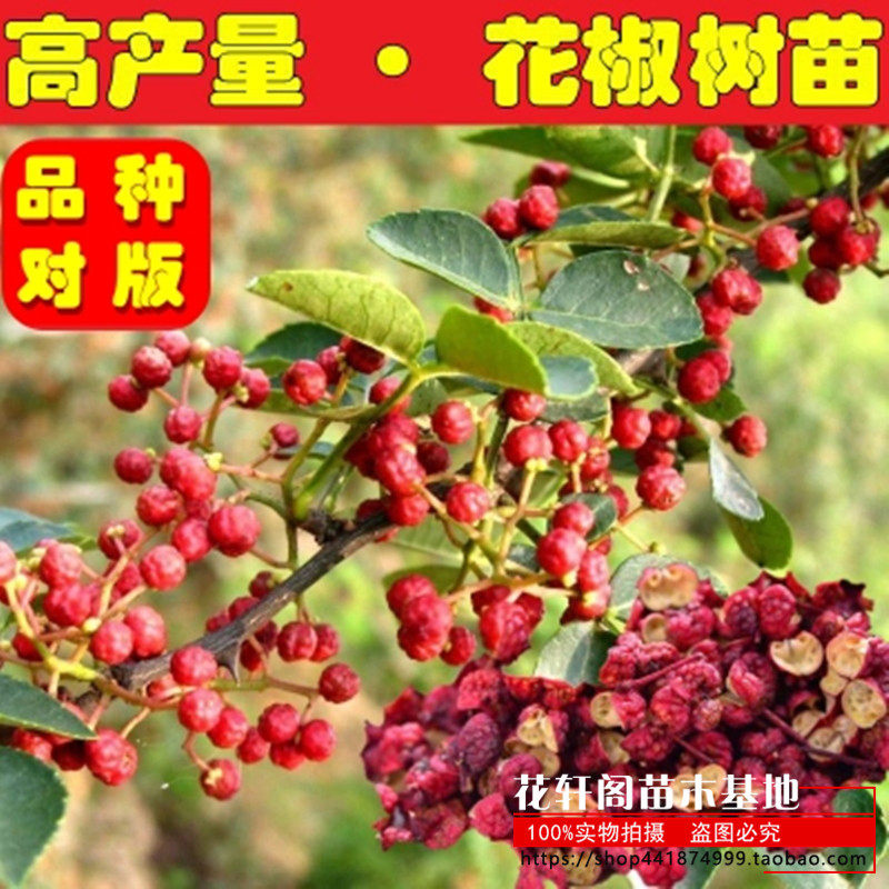 无刺花椒树苗大红袍花椒苗麻椒苗盆栽地栽南北方种植当年结果包邮