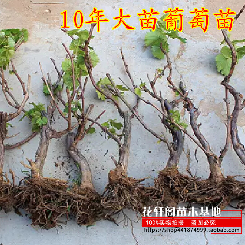 10年大苗葡萄苗葡萄树苗 地栽 南北方种植当年结果葡萄苗萄萄树苗