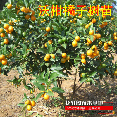 沃柑橘子树苗 橘子苗 嫁接桔子苗盆栽地栽南北方果树苗 金桔 芦柑