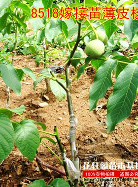 核桃苗果树苗8518嫁接苗薄皮核桃树苗南方北方种植盆栽当年结果