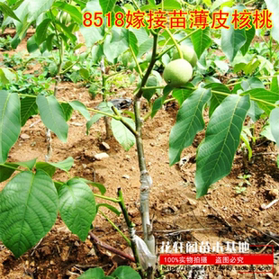 核桃苗果树苗8518嫁接苗薄皮核桃树苗南方北方种植盆栽当年结果