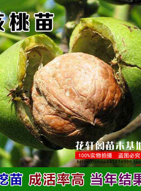 核桃苗树苗南方种植庭院盆栽