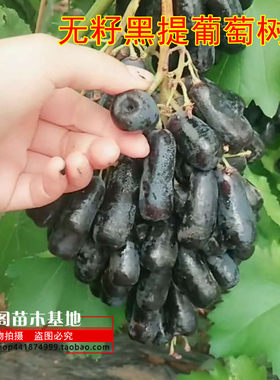 金手指无籽黑提葡萄树苗蓝宝石葡萄苗当年结果南北方种植盆栽
