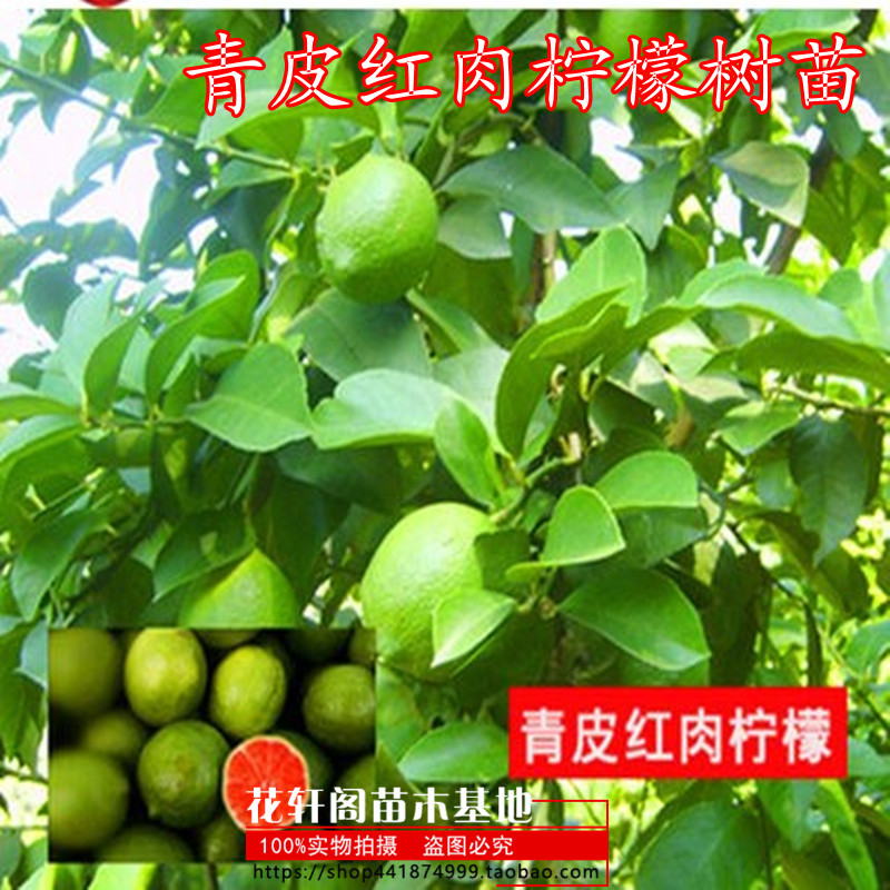 青皮红肉柠檬树苗 果树苗南方北方种植地栽花卉当年结果柠檬苗